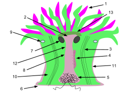 Sea anemone anatomy.1. Tentacles 2. Mouth 3. Retracting muscles 4. Gonads 5. acontial filaments 6. Pedal disk 7. Ostium 8. Coelenteron 9. Sphincter muscle 10. Mesentery 11. Column 12. Pharynx