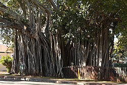 Banyan tree Cleveland