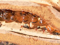 Myrmecocystus honeypot ants, showing the repletes or plerergates, their abdomens swollen to store honey (top), with ordinary workers (bottom)