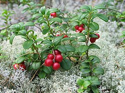 Vaccinium vitis-idaea