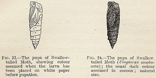 Experiment by Poulton, 1890: swallowtailed moth pupae with camouflage they acquired as larvae