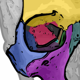 The seven bones that form the human orbit:yellow = frontal bonegreen = lacrimal bonebrown = ethmoid boneblue = zygomatic bonepurple = maxillary boneaqua = palatine bonered = sphenoid boneteal = nasal bone (illustrated but not part of the orbit)