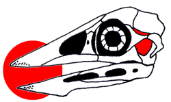 Due to the crushed nature of the specimens, the temporal region of the skull has been reconstructed in various ways, here in a diapsid configuration (right in red) suggested by Chiappe and colleagues, 1999