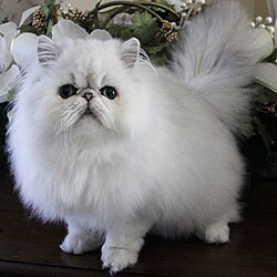 Hereditary polycystic kidney disease is prevalent in the Persian cat breed, affecting almost half the population in some countries.[54][55]