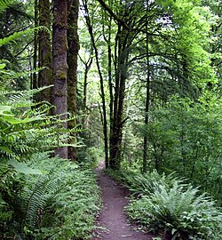 Forest Park is the largest wilderness park in the United States that is within city limits.