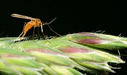 A cecidomyiid laying eggs on grass