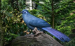 Blue coua (Coua caerulea)