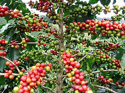 Coffee is one of the Nicaragua's largest exports. It is grown in Jinotega, Esteli, Nueva Segovia, Matagalpa, and Madriz, and exported worldwide through North America, Latin America, Europe, Asia, and Australia. Nestlé and Starbucks buy Nicaraguan coffee.