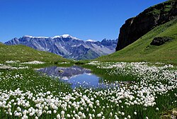 An alpine mire in the Swiss Alps