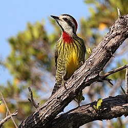 Cuban green woodpecker(Xiphidiopicus percussus)female, Cuba