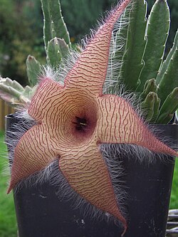 Sapromyophilous Stapelia gigantea
