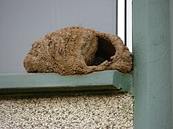 Rufous hornero (Furnarius rufus) nest, showing the entrance chamber and dividing wall to breeding chamber
