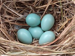 European starling eggs