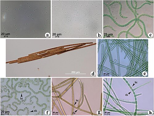Morphological variations:[56] Unicellular: (a) Synechocystis and (b) Synechococcus elongatusNon-heterocytous: (c) Arthrospira maxima,(d) Trichodesmium and (e) PhormidiumFalse- or non-branching heterocytous: (f) Nostoc and (g) Brasilonema octagenarumTrue-branching heterocytous: (h) Stigonema (ak) akinetes (fb) false branching (tb) true branching