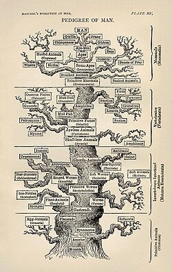 Ernst Haeckel's "tree of life", illustrating an early understanding of how evolution relates to classification