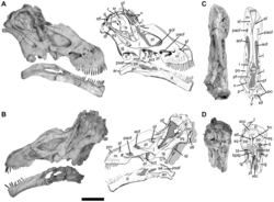 Skull of Tapuiasaurus macedoi
