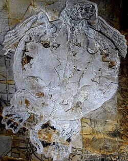 Thalassemys, a thalassochelydian sea turtle known from the Late Jurassic of Germany