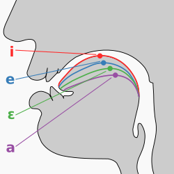 Idealistic tongue positions of cardinal front vowels with highest point indicated