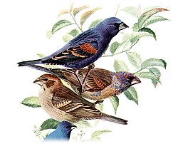 The differences in plumage of a blue grosbeak, from top to bottom, between a breeding male ("alternate" plumage), a non-breeding male ("basic" plumage), a female, and the related indigo bunting.