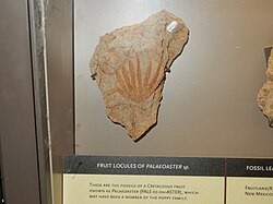 Paleoaster sp.