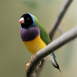 Black-headed male Gouldian finch