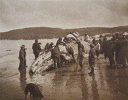 Makah Native Americans and a whale, The King of the Seas in the Hands of the Makahs, 1910 photograph by Asahel Curtis