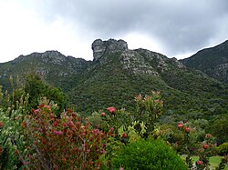 Part of Kirstenbosch National Botanical Garden, with native protea flowers in the foreground, and Castle Rock in the background
