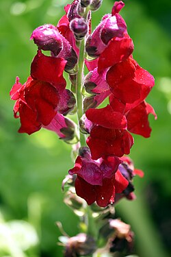 Antirrhinum majus