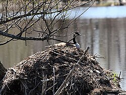 Canada geese instinctively nest on higher ground near water. This female is nesting on a beaver lodge.