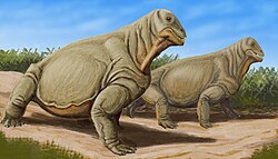 Moschops is a herbivorous dinocephalian therapsid from the Middle Permian of South Africa.