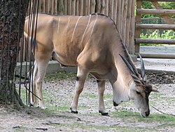 A bull of the northern subspecies, T. o. pattersonianus, at Kraków Zoo in Poland. Dewlaps of males are more pronounced, and may have a black tuft of hair.