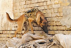 A detection dog, in service with the United States Army, searches rubble outside of a target building in Al-Rusafa, Baghdad, during the Iraq War, 28 February 2009