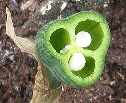 Cross-section through the ovary of Narcissus showing multiple connate carpels (a compound pistil) fused along the placental line where the ovules form in each locule