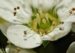 In Spiraea, the hypanthium supports a nectar-producing "disk" which is ring-shaped and may have lobes as it does here. The stamens arise between the petals and the disk.