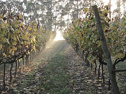 Vineyards in Uruguay
