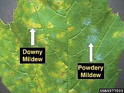 A comparison of downy and powdery mildew infections on the same leaf, as seen from the upperside