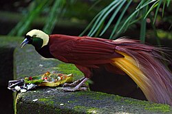 Male greater bird-of-paradise