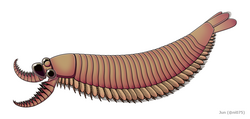 Kylinxia may be a key transitional fossil between stem-arthropods and true arthropods.[68]