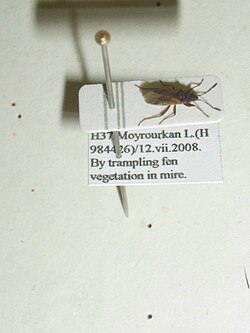 A carded bug