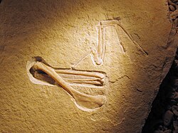 Bürgermeister-Müller ("chicken wing") Specimen