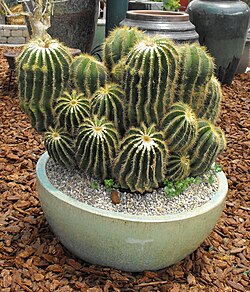 Cultivated Parodia warasii at the San Diego County Fair, California