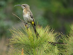 Female cape sugarbird, note the protruding tongue