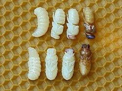 Top and bottom views of a developing pupa against a honeycomb