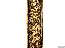 This photo is made of a single goat hair from a textile found on the 14th century ship in Tallinn, Estonia. The photo was done in the archaeology department (University of Tartu) using a microscope Olympus BX51, magnification 200x