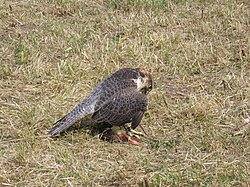 A lanner falcon with its lure