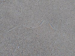 Crawling prints of a snake