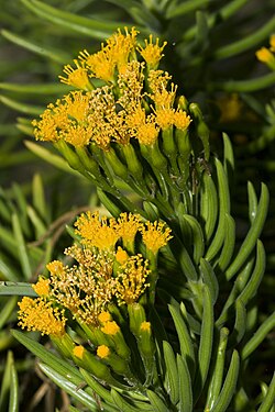S. barbertonicus Succulent Bush Senecio