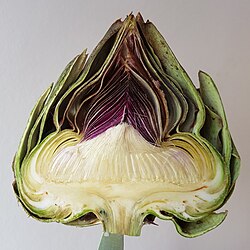 Cross section of an artichoke heart
