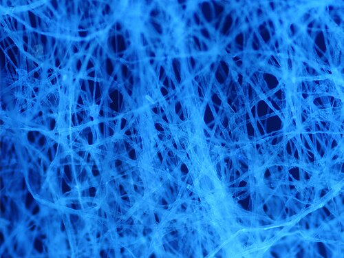 The microscopic structure of paper: Micrograph of tissue paper autofluorescing under ultraviolet illumination. The individual fibres in this sample are around 10 μm in diameter.
