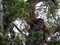 A male hidden in tree leaf pile, Mount Leuser National Park